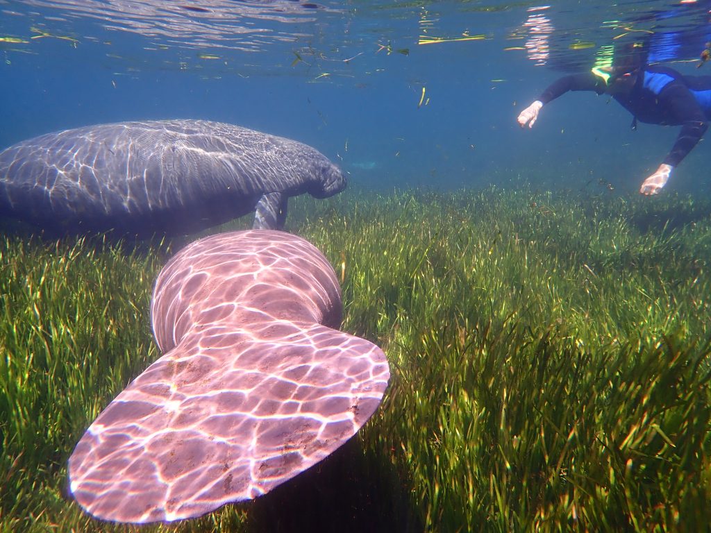 snorkeler swimming with manatee atop eelgrass beds