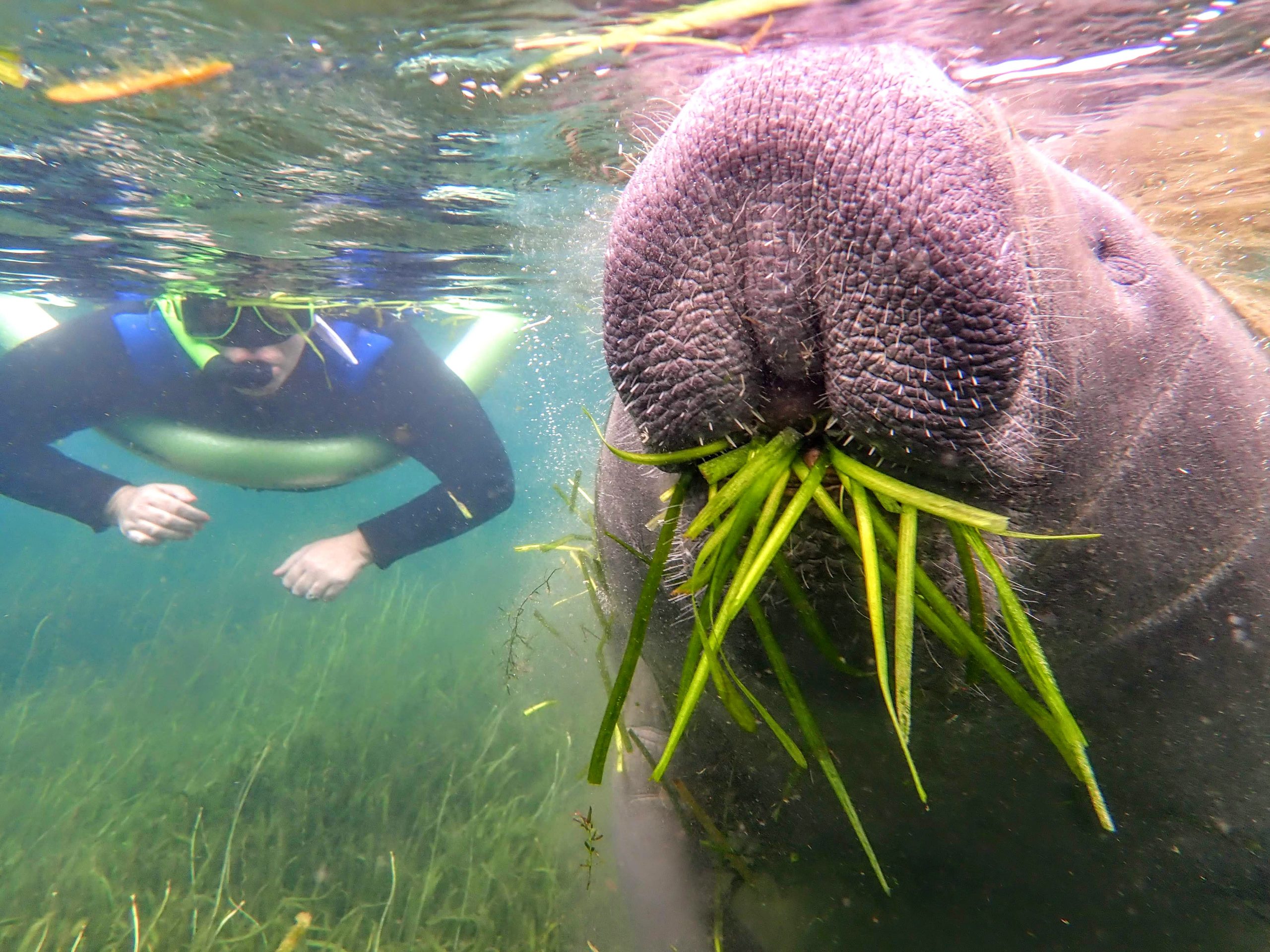 swimming with manatee in crystal river